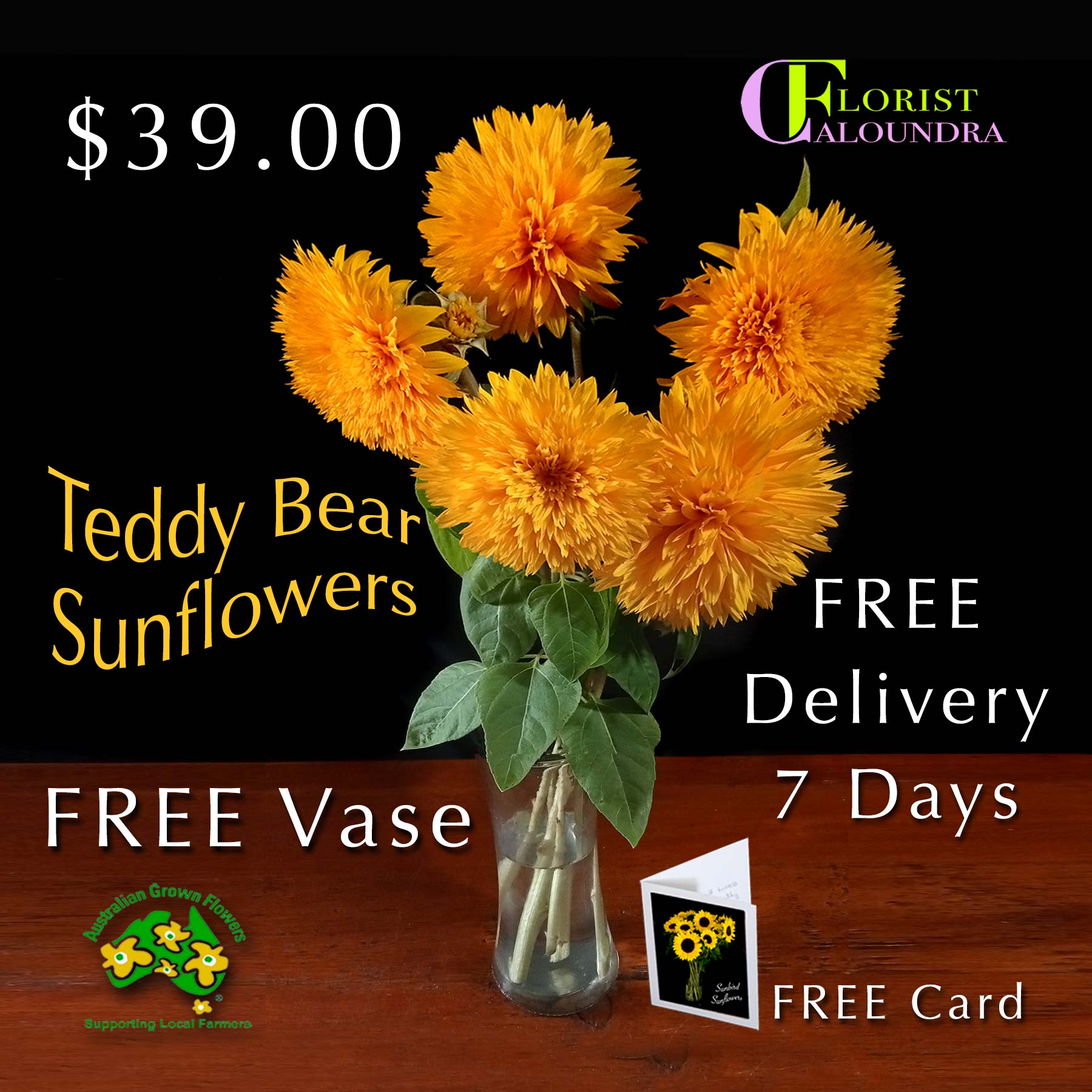 TEDDY BEAR SUNFLOWERS