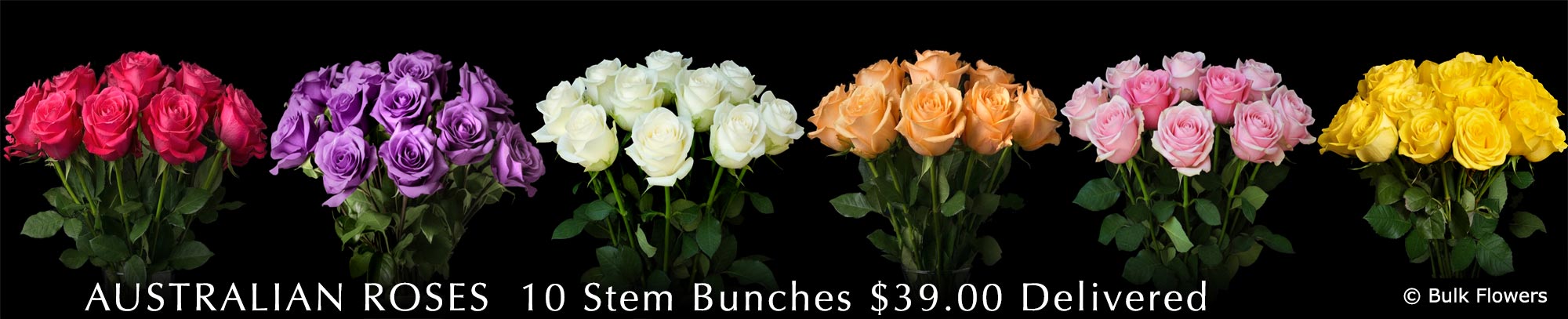 BULK FLOWERS AU ROSES